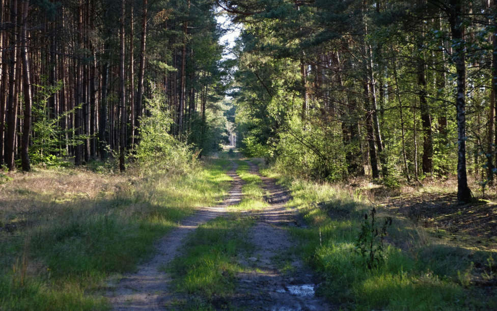 Ein Fahrweg im Wald