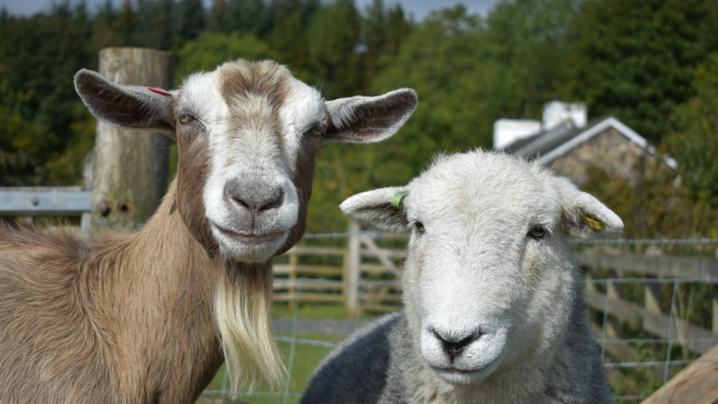 Ein Schaf und Ziege