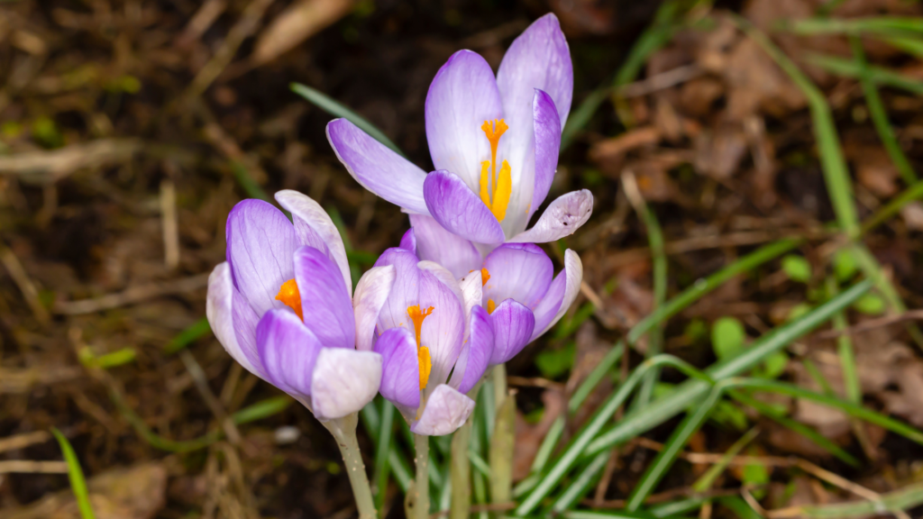 Frühblüher