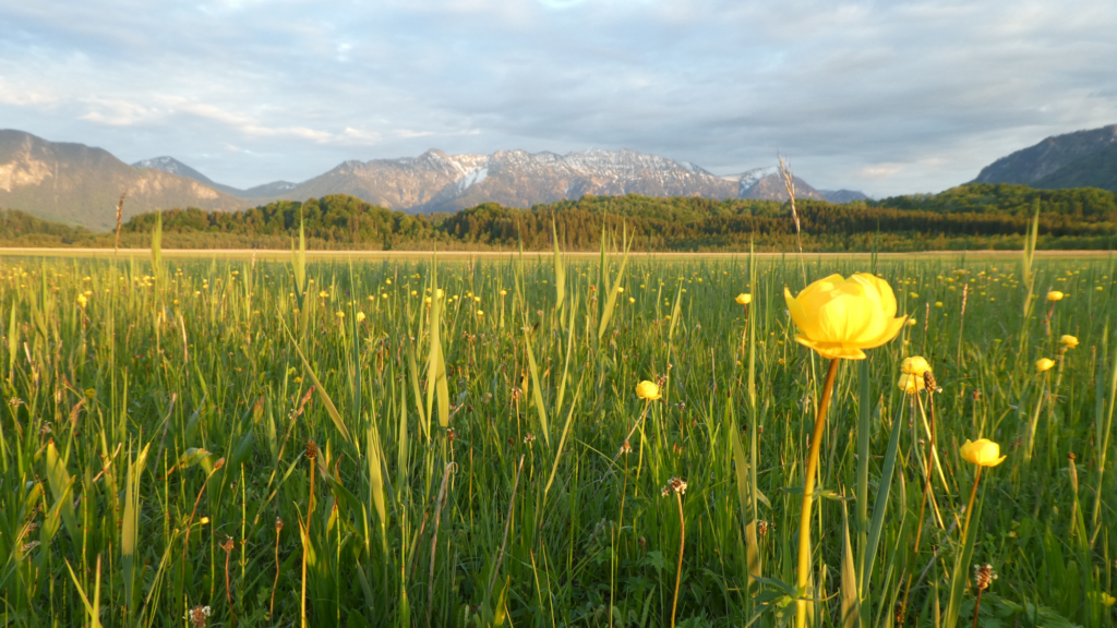Blick ins Murnauer Moos mit Blumen. Im Hintergrund das Estergebirge. (c) Landratsamt Garmisch-Partenkirchen