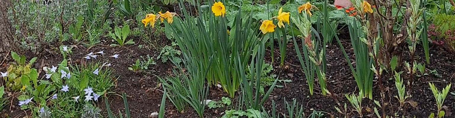Ein mit Pflanzenkohle bearbeitetes Blumenbeet
