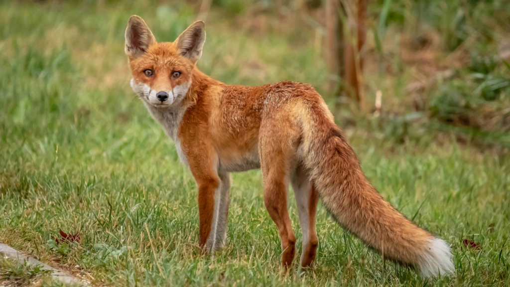Ein Fuchs steht auf einer Wiese und schaut in die Kamera