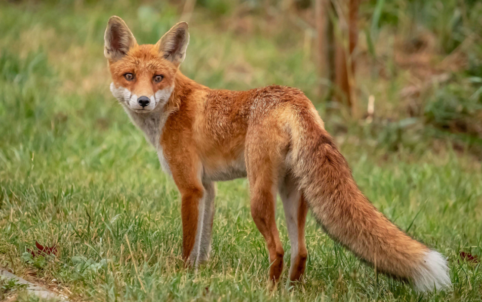 Ein Fuchs steht auf einer Wiese und schaut in die Kamera