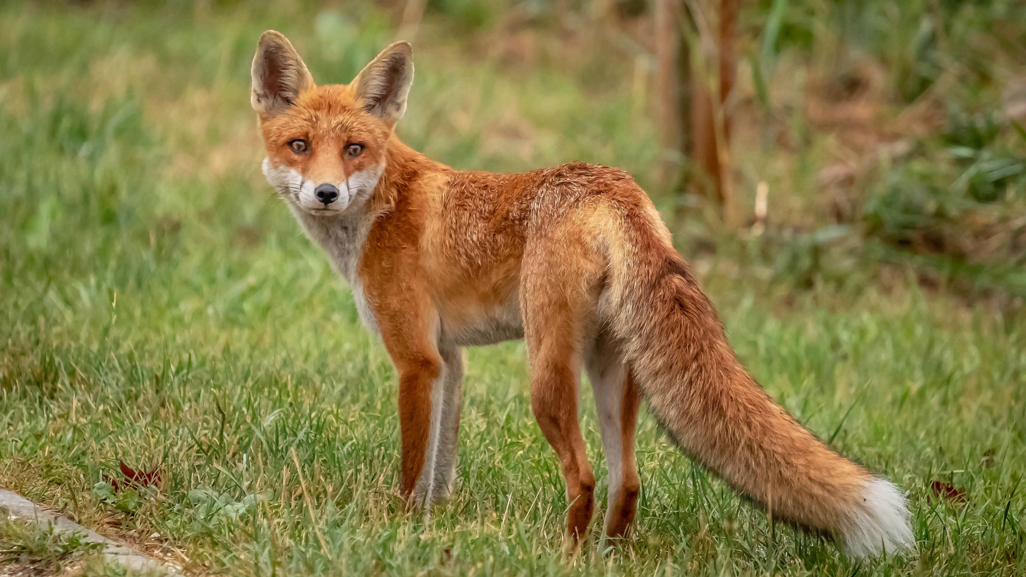 Ein Fuchs steht auf einer Wiese und schaut in die Kamera